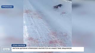Жители уральской деревни Урмикеево жалуются на нашествие волков