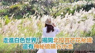 走進白色世界！揭開北投「賞芒花秘境」　還有神秘硫磺谷水池