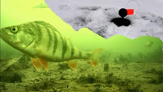 Как окунь клюет на жерлицу?! Подводная съемка