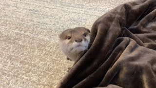 カワウソさくら 消えたカワウソを探して構ってアピールする猫 cat looking for a disappeared otter
