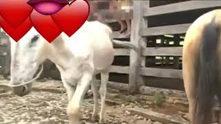 Virgin remote farm male donkey first time mating and he is so energetic