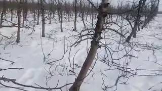 Веретеновидна обрезка яблони на  М26