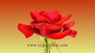 Timelapse of Opening Red "Kardinal" Rose.