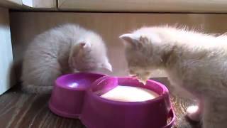 Невероятно смешное видео про котят