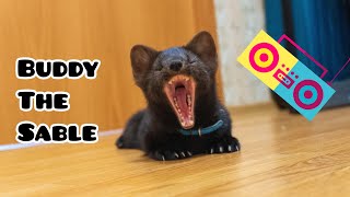 ЗВУКИ СОБОЛЯ// SABLE SOUNDS