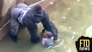 Gorilla Drags Child That Fell Into Enclosure at Cincinnati Zoo