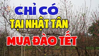 Chọn thế đào Tết chỉ có tại Nhật Tân đã sẵn sàng cho Tết Canh Tý #hnp