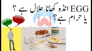 Is Eating Egg Halal Or Haram In Islam? | Kya Undaa Khana Makrooh Hai? Aye'n Deen Sikhe'n Youtube.