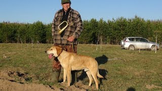 Русский гончий Альт вл.Шалобод.