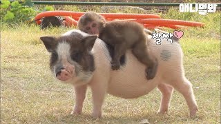 Самые Трогательные Дружбы Животных!