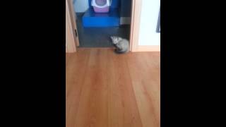 Siberian kitten playing with mouse (toy)