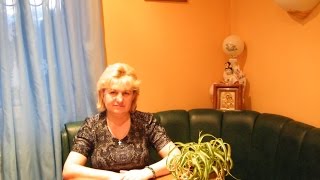 Замачивание и посев семян помидор, томатов с и без пикировки. Январь 2016г. Лунный календарь