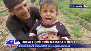 URFALI MEVSİMLİK İŞÇİLER TARLADA RAMAZAN MESAİSİ YAPIYOR - KANAL 7 HABER - DERYA EFE