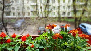 Цветы на балконе