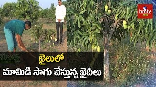 Mango Cultivation In Sangareddy Jail | Natural Farming | hmtv Agri