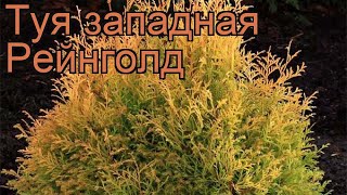 Туя западная Рейнголд (thuja occidentalis reingold) ? обзор: как сажать, саженцы туи Рейнголд