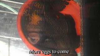 ancistrus breeding behavior