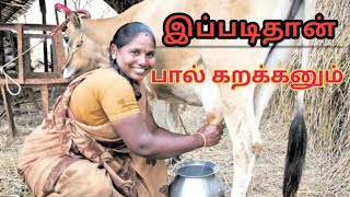 பால்கறக்கும் நேரடி காட்சி