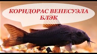 Коридорас Венесуэла Блэк содержание в аквариуме, разведение, кормление и совместимость,