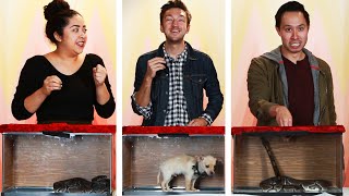 Mystery Box Challenge: Snake Or Puppy