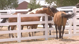 Mare in Heat || Teasing Stallion || Horse Courtship Display