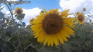 Первая качка меда с подсолнуха 2019