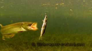 Pike attack / strike on a bait underwater super slow motion / GoPro. Рыбaлка: атака щуки под водой.