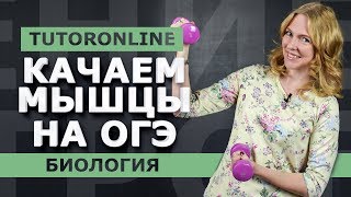 Биология| Все о мышцах. Подготовка к ОГЭ.