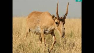 Mandela Effect - Animals from the merged reality