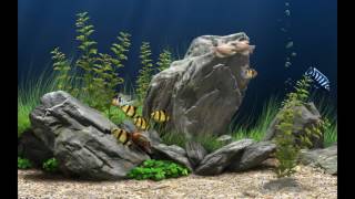 Amazingly Beautiful 3D Aquarium Live Wallpaper.How to download and install..