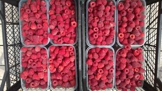 Старт плодоношения малины , сорт Зюгана .