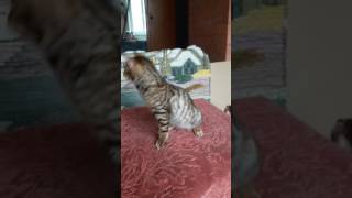 Московский питомник тойгер кошек FairyBerendey предлагает котенка котика Капучино.