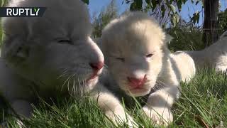 Crimean cuteness: 4 rare white lion cubs born in Taigan Safari Park