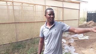 Stocking 10,000 Snails in a farm (Calabar)