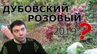 Виноград Дубовский розовый 2019 г. Обзор молодого куста.
