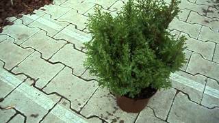 Chamaecyparis obtusa Chabo Yadori
