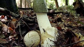 Грибы Веселки. Как собирают и где растут Веселки и их яйца.
