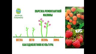 Обрезка ремонтантной малины / Выращивание малины как однолетней культуры и как двухлетней
