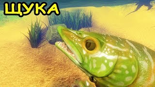 НОВАЯ ЩУКА В ИГРЕ Feed and Grow Fish