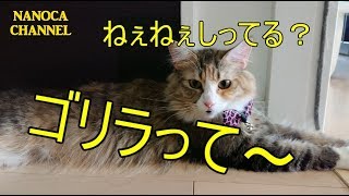 【おしゃべりな猫 #004】人に話したくなる おもしろい 雑学 おしゃべり ゴリラの真実 Norwegian Forest Cat ノルウェージャンフォレストキャット NANOCA