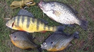 Bait Fishing #46 - Panfish Slam of Jumbo Perch, Crappie, Sunfish, Bullhead, and Rock Bass