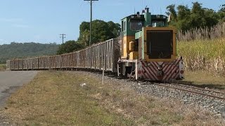 Cane train : Noisy little critter : Australian Railways