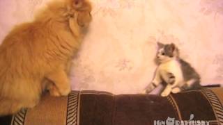 Sneak up. Confuse. Еscape. / Подкрасться, ошеломить, скрыться.