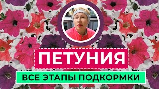 ПОДКОРМКА петунии от мала до велика.