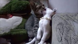 НЕПРИЛИЧНО СМЕШНЫЕ КОТЫ и КОШКИ ЛУЧШИЕ ПРИКОЛЫ С ЖИВОТНЫМИ 2021 | УГАРНЫЕ ПИТОМЦЫ