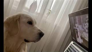 Golden Retriever perfectly understands what is happening on the TV screen.