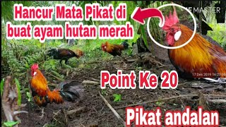 Hancur Mata pikat di hajar Ayam hutan sumatera | Point ke 20
