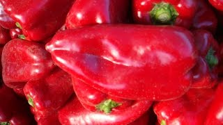 Перец на подвое  Часть 2