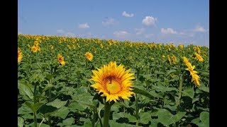 МОЛДОВА БАШКАЛИЯ. ДЕНЬ РОЖДЕНИЕ ТАНЮШИ.