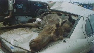 Сбил лося. Что делать?